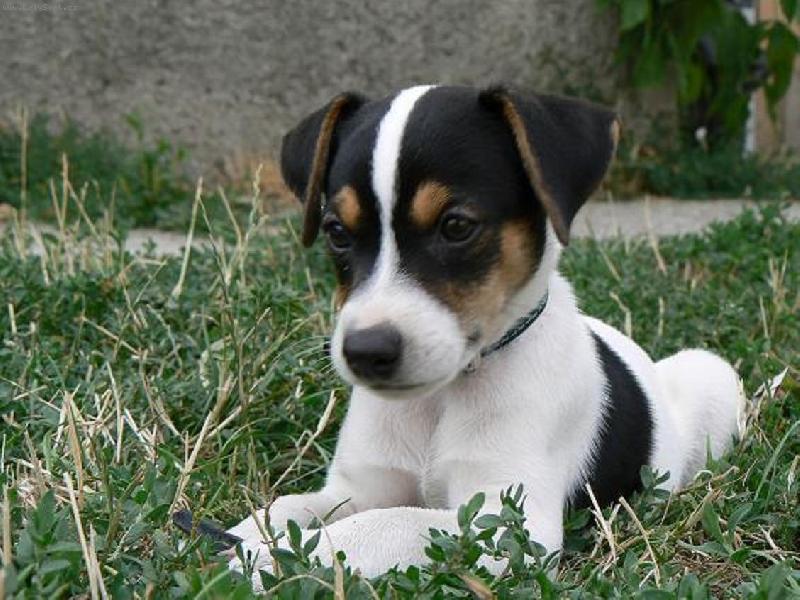 Foto: nas jack